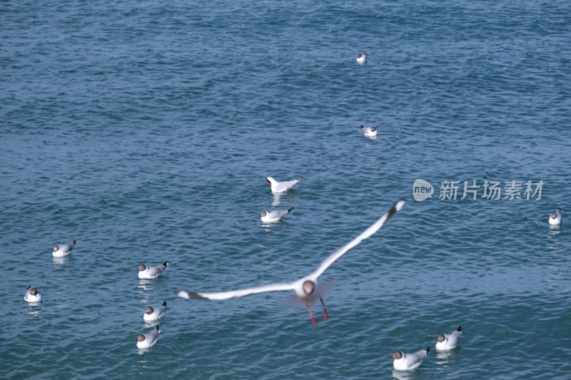 海面飞翔与浮游的海鸥