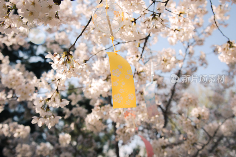 樱花春天风铃季节