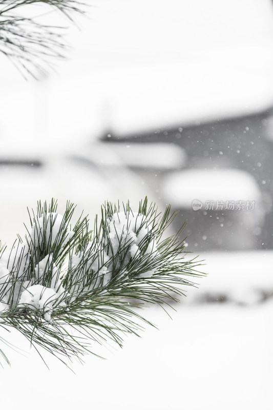 冬季大雪中的松针树