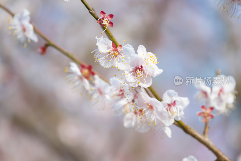 杭州西溪灵峰探梅梅花