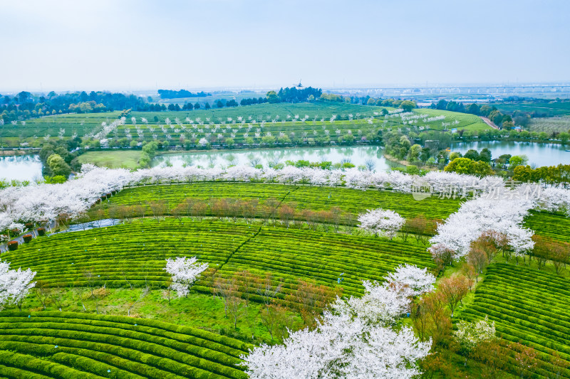 茶园茶山