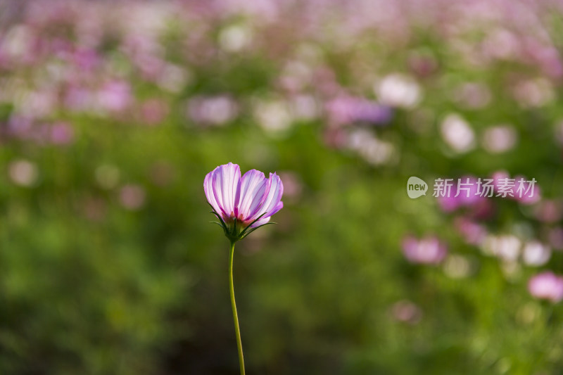 四季花卉盆景格桑花