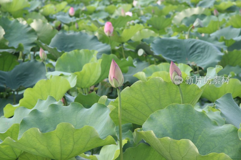 广东省东莞市桥头镇莲湖风景区