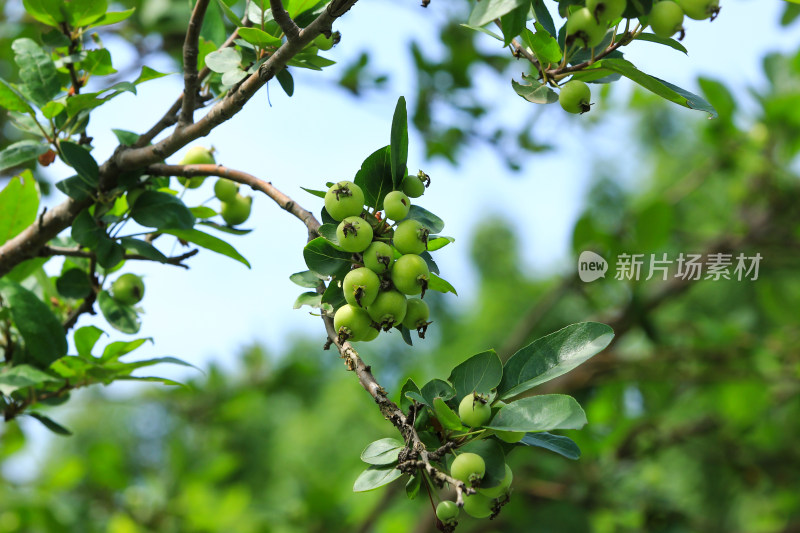 硕果累累的海棠果实挂满枝头