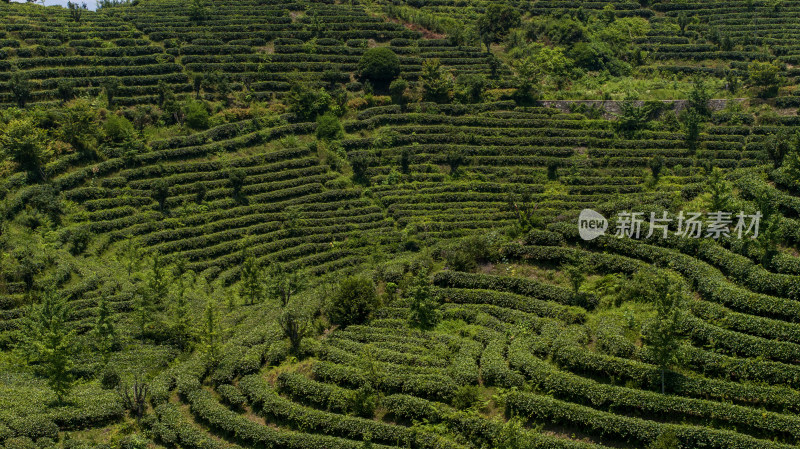 茶叶茶山茶艺茶园采茶茶红茶绿茶春茶茶叶茶