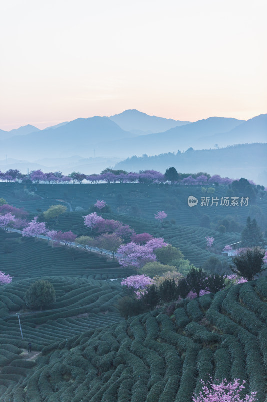 龙岩永福台品樱花茶园