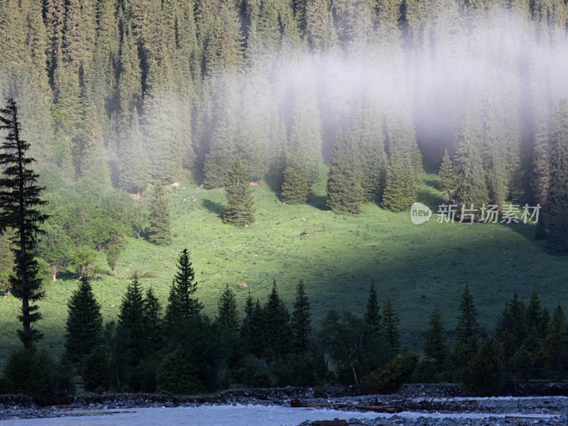 早晨雾气中的河流草原森林的自然风景