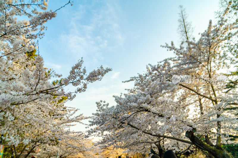 青岛中山公园盛开的樱花盛开