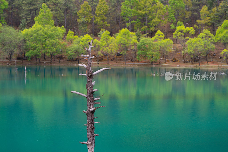 蓝月谷水边枯树立于湖面景色静谧优美