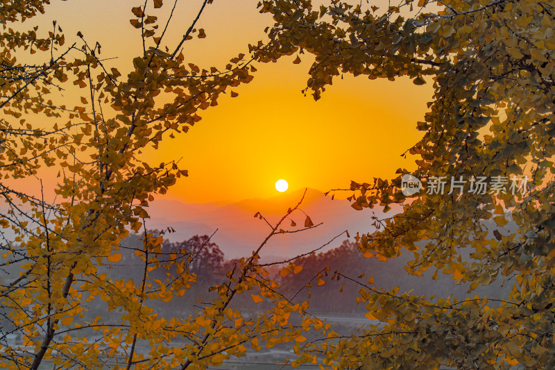 透过银杏树枝看夕阳的唯美景色