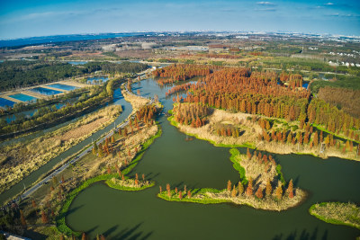 红色水杉林美景