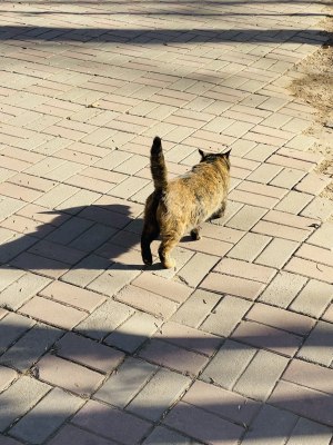 公园流浪猫玳瑁色狸花猫野猫