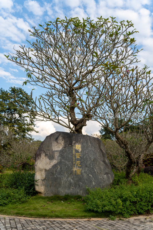 公园里的鸡蛋花