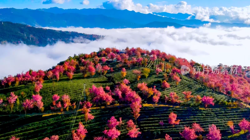 航拍云海中的无量山樱花谷茶园茶山