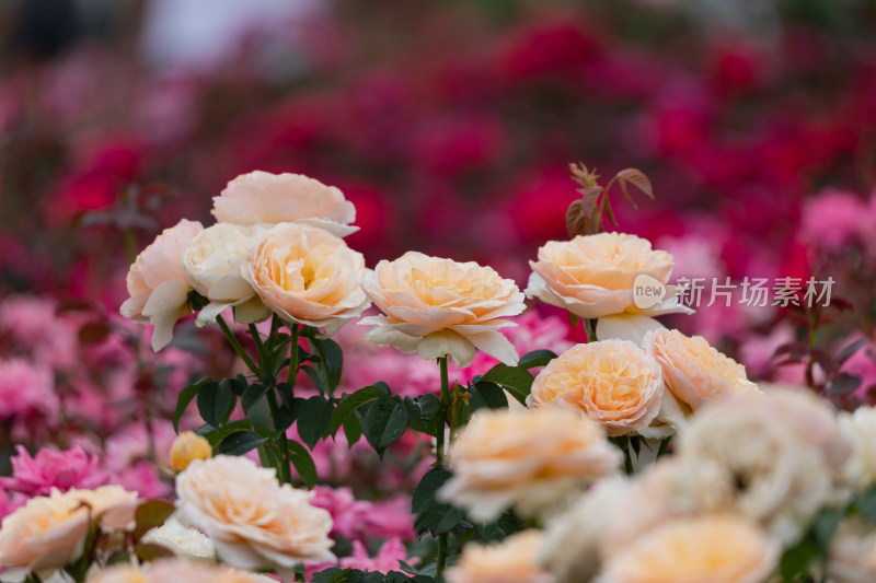 玫瑰花、月季花