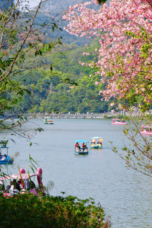 柳州龙潭公园，异木棉与镜湖游船