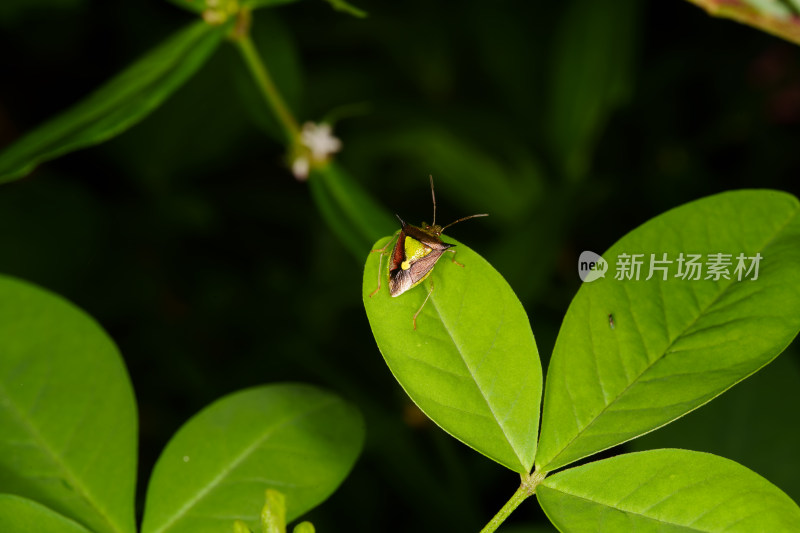 绿叶上的蝽虫特写