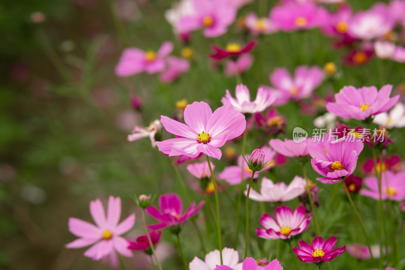 夕阳下的格桑花或波斯菊