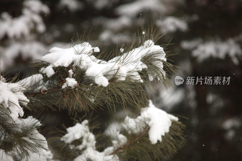 松树枝头厚厚的白雪