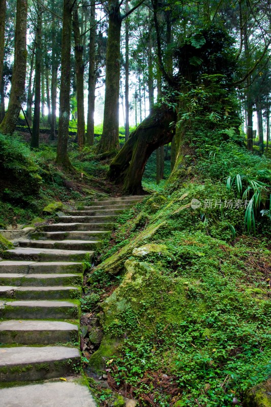 阿里山