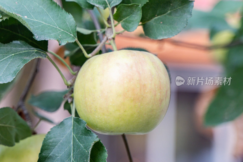秋天苹果树果实青苹果丰收季