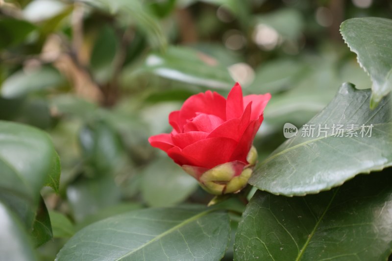 鲜艳红色山茶花特写