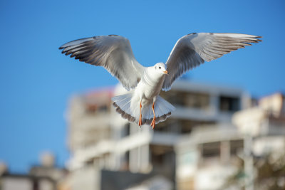 展翅飞翔的海鸥