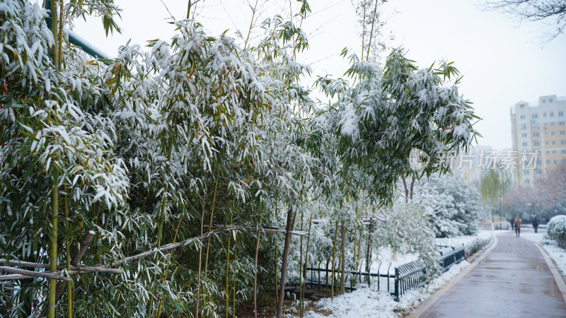 竹林雪景