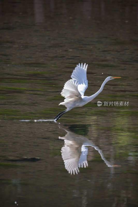 北京清河白鹭戏水