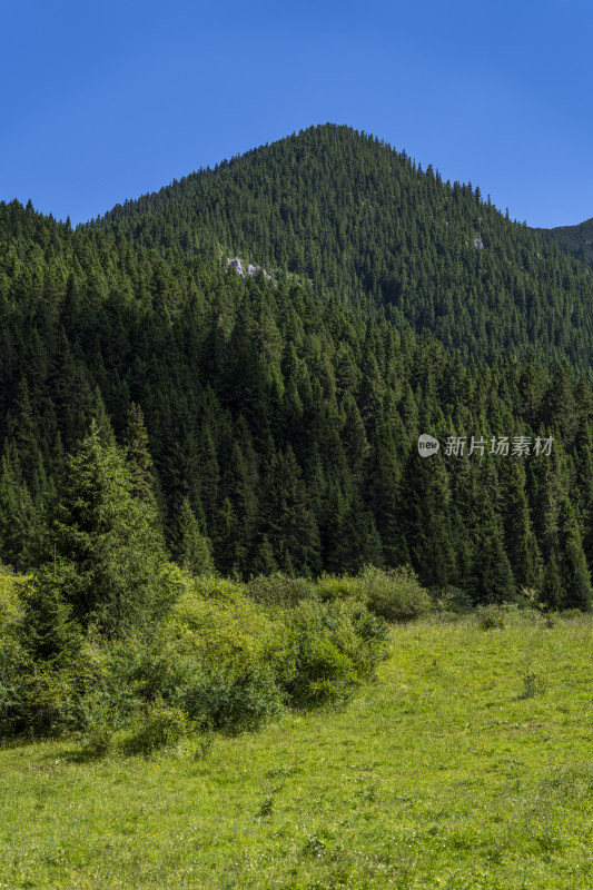 夏季蓝天白云下的高山森林植被