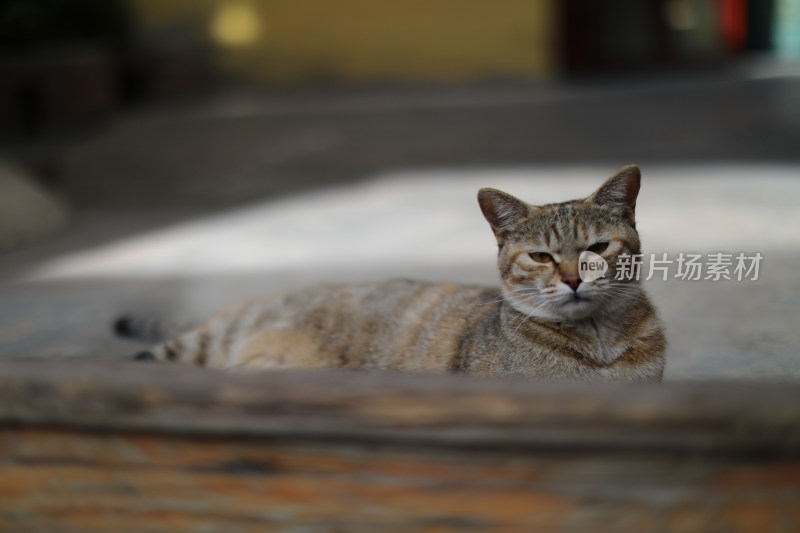 猫坐在门后面的特写肖像