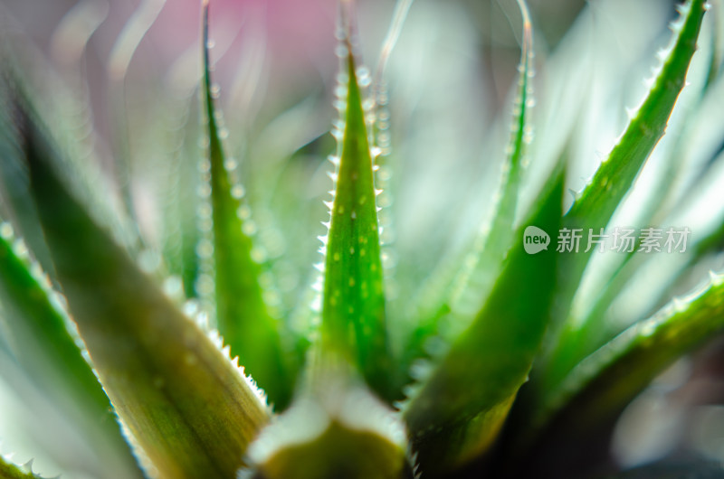 芦荟植物微距特写