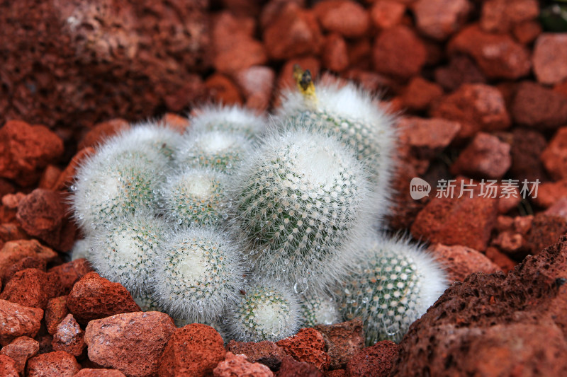 热带植物仙人球特写