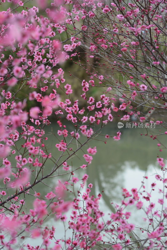 春天红色的梅花