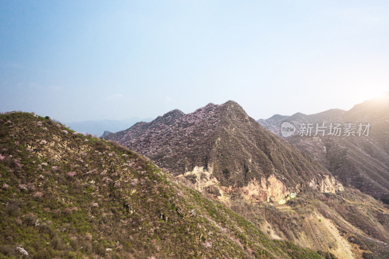 航拍北京春天山区盛开的山杏花