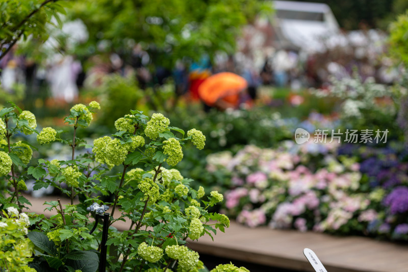 深圳仙湖植物园花展