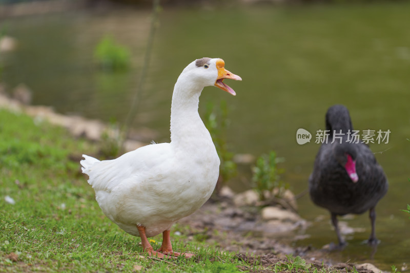 湖边的大白鹅