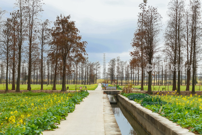 珠海斗门新村油菜花田