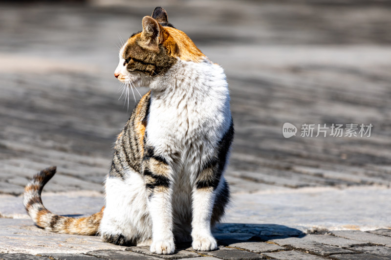 邹城孟府景区里的流浪猫特写镜头