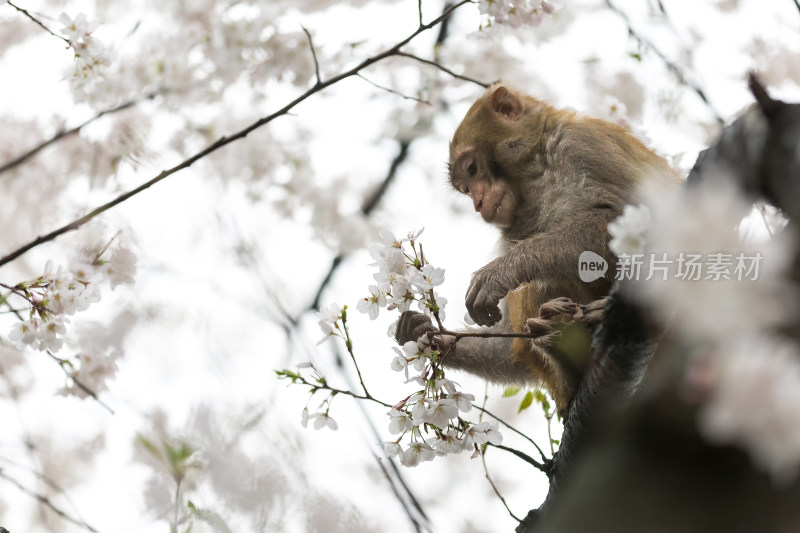 樱花树上可爱的野生猴子