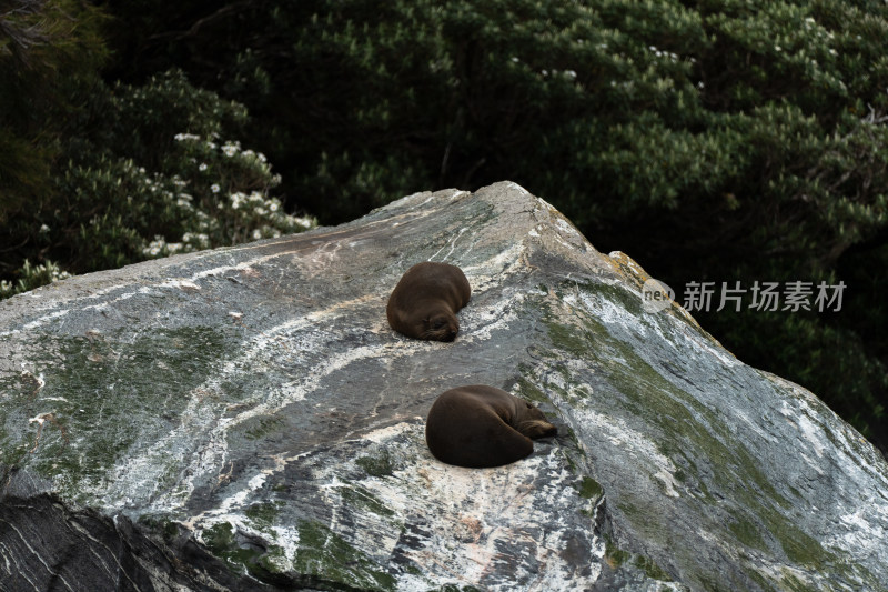 新西兰米佛峡湾Milford Sound野生海豹