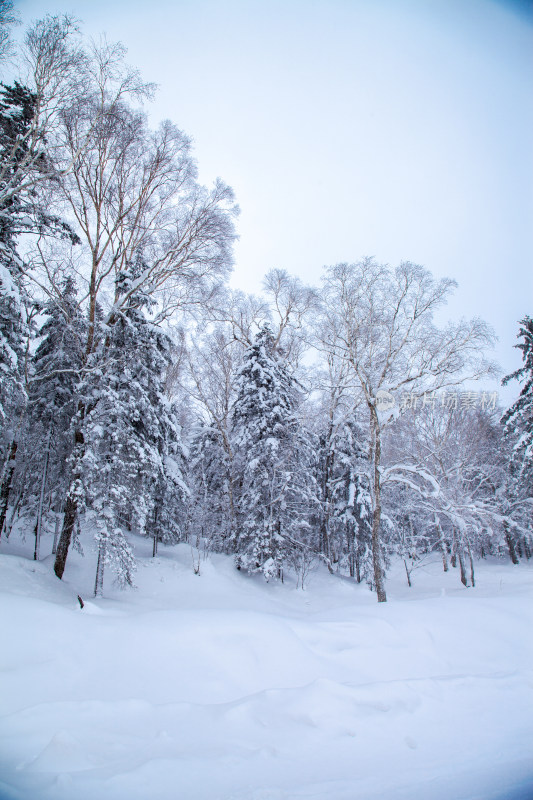 黑龙江 双峰林场 雪乡