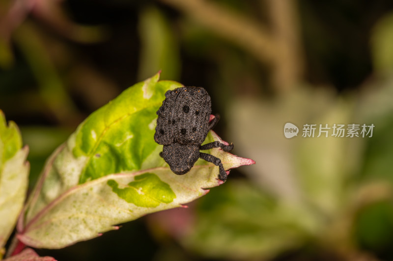 象鼻虫的微观世界