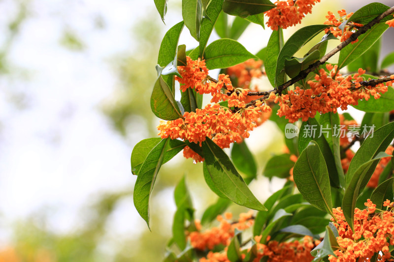 丹桂花枝背景实拍素材