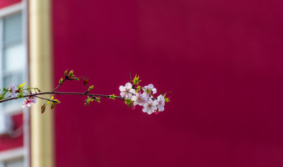 红色背景下的樱花枝特写