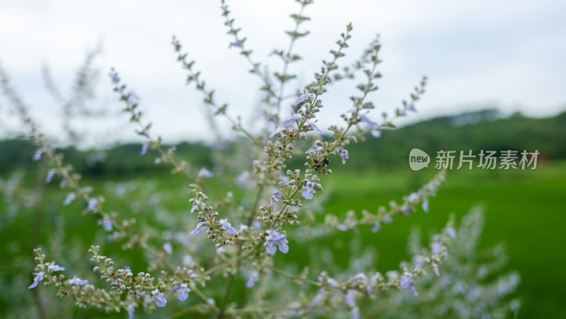 户外自然环境中生长的紫色花朵