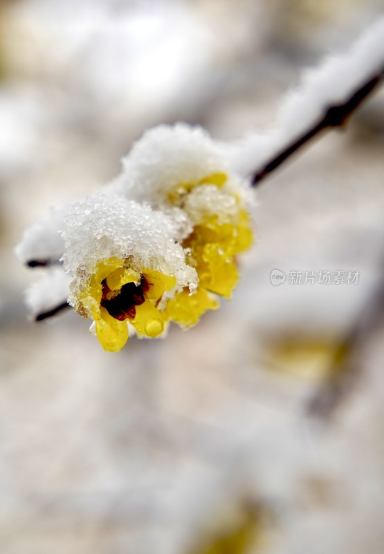 风雪中的腊梅花