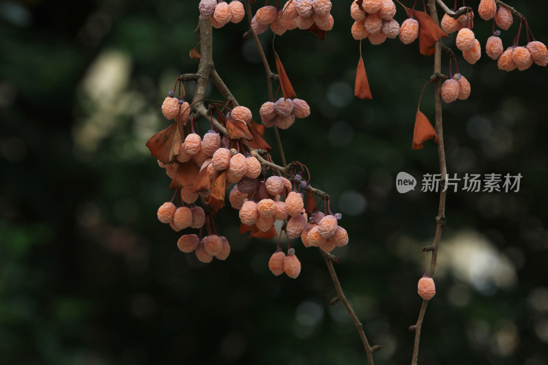 银杏树枝上晒干成熟的果实