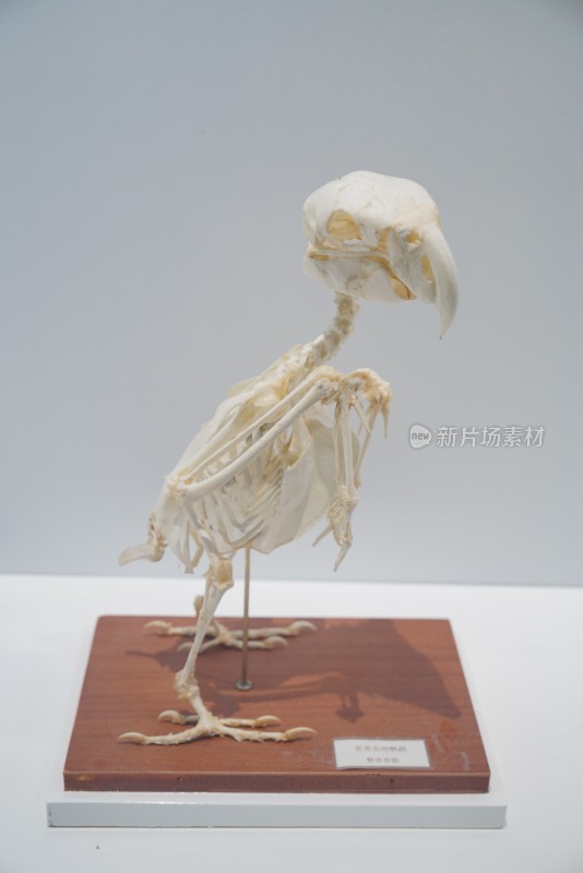 蓝黄金刚鹦鹉骨骼标本