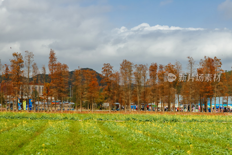 珠海斗门新村油菜花田